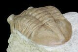 Juvenile Asaphus Latus Trilobite - Russia #89071-4
